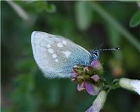 Agriades orbitulus - thumbnail