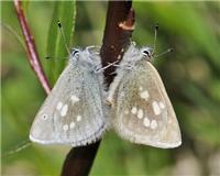 Agriades orbitulus - thumbnail