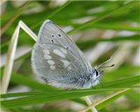 Agriades orbitulus - thumbnail