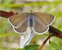 Agriades orbitulus - thumbnail