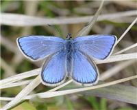 Agriades orbitulus - thumbnail