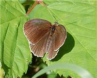 Aphantopus hyperantus - thumbnail