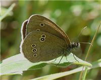 Aphantopus hyperantus - thumbnail