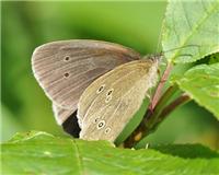 Aphantopus hyperantus - thumbnail