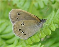 Aphantopus hyperantus - thumbnail