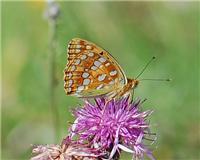 Fabriciana adippe - thumbnail
