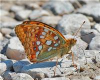 Fabriciana adippe - thumbnail