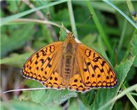 Fabriciana adippe - thumbnail