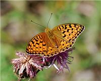 Fabriciana adippe - thumbnail