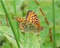 Speyeria aglaja - thumbnail