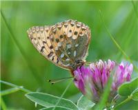 Speyeria aglaja - thumbnail