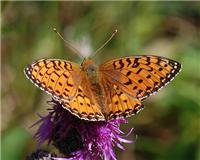 Speyeria aglaja - thumbnail