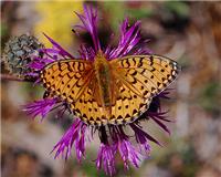 Speyeria aglaja - thumbnail