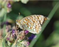 Fabriciana niobe - thumbnail