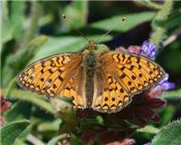 Fabriciana niobe - thumbnail