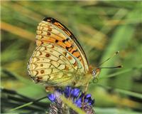 Fabriciana niobe - thumbnail