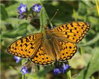 Fabriciana niobe - thumbnail