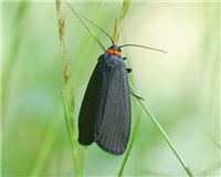 Atolmis rubricollis - thumbnail