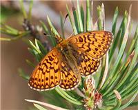 Boloria eunomia - thumbnail