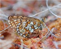 Boloria eunomia - thumbnail
