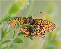 Boloria eunomia - thumbnail
