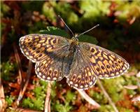 Boloria eunomia - thumbnail