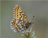Boloria eunomia - thumbnail