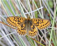 Boloria eunomia - thumbnail