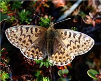 Boloria freija - thumbnail