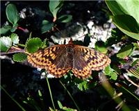 Boloria frigga - thumbnail