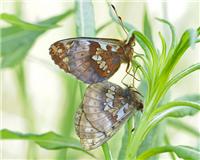 Boloria frigga - thumbnail