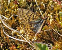 Boloria frigga - thumbnail