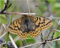 Boloria frigga - thumbnail