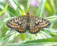 Boloria frigga - thumbnail