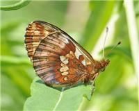 Boloria frigga - thumbnail