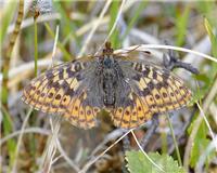 Boloria frigga - thumbnail