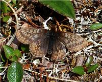 Boloria improba - thumbnail