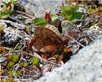 Boloria improba - thumbnail