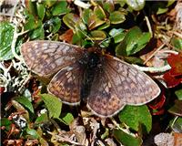 Boloria improba - thumbnail