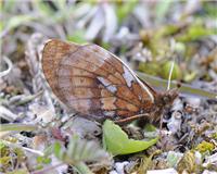 Boloria improba - thumbnail