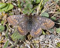 Boloria improba - thumbnail