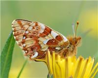 Boloria napaea - thumbnail