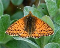 Boloria napaea - thumbnail