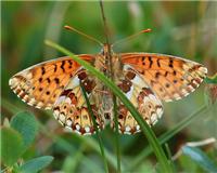 Boloria napaea - thumbnail