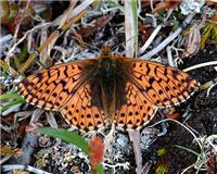 Boloria napaea - thumbnail