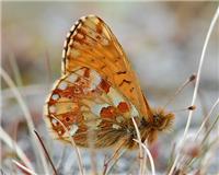 Boloria napaea - thumbnail