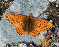 Boloria napaea - thumbnail