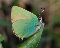Callophrys rubi - thumbnail