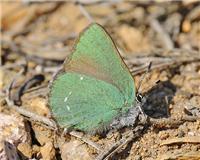 Callophrys rubi - thumbnail