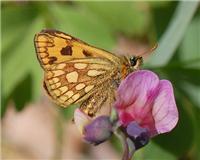 Carterocephalus silvicola - thumbnail